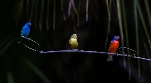 Three Painted Buntings Passerina Ciris Perched Branch — Stock Fotó