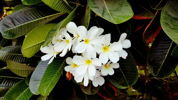 Eine Nahaufnahme Weißer Blume Auf Grünem Hintergrund — Stockfoto