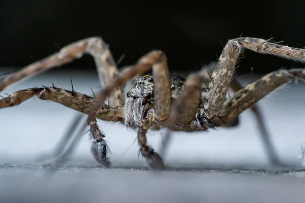Closeup Wolf Spider Blurred Background — Foto de Stock