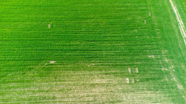 An aerial view of a green agricultural field
