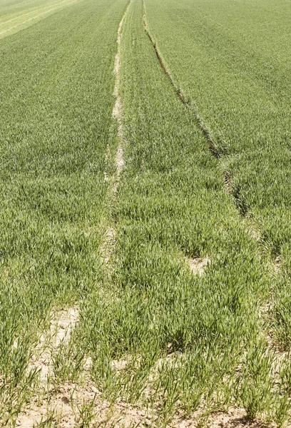 Cereal Grain Barley Field Summer — Foto Stock