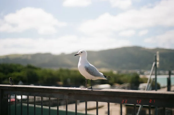 Closeup Seagull Standing Metallic Handrail Green Landscape Sunny Day — Fotografia de Stock