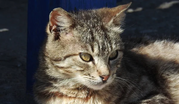 Closeup Shorthair Stripped Cat Yellow Eyes — Stockfoto