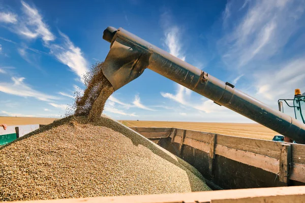 Driverless Reaper Performs Wheat Grain Harvest Modern Combine Technology Global — Stock Photo, Image