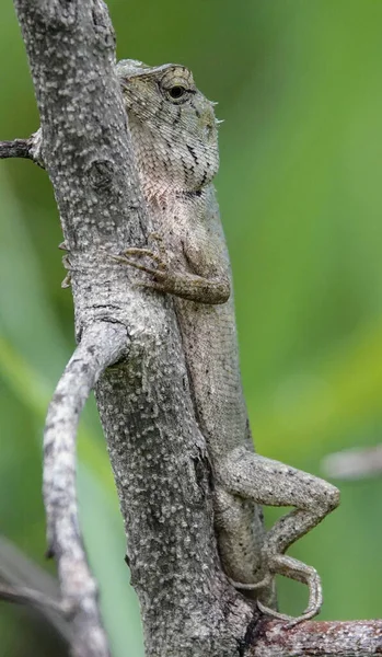 A vertical shot of an oriental garden lizard on a tree in a forest
