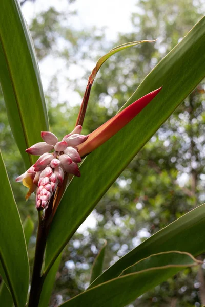 A closeup shot of Shell ginger plant with green leaves in the garden with light sky in the background