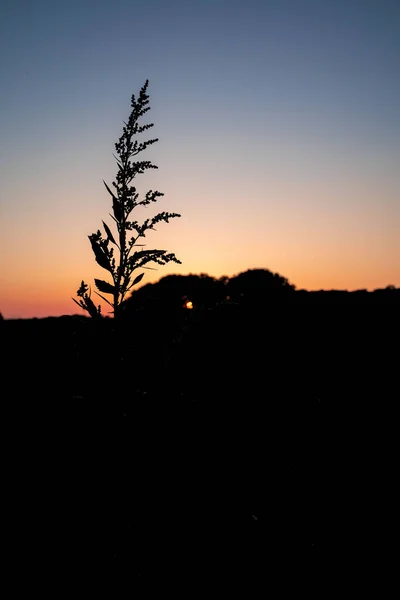 Beautiful Vertical Shot Silhouette Plants Trees Sunset — Stock Photo, Image