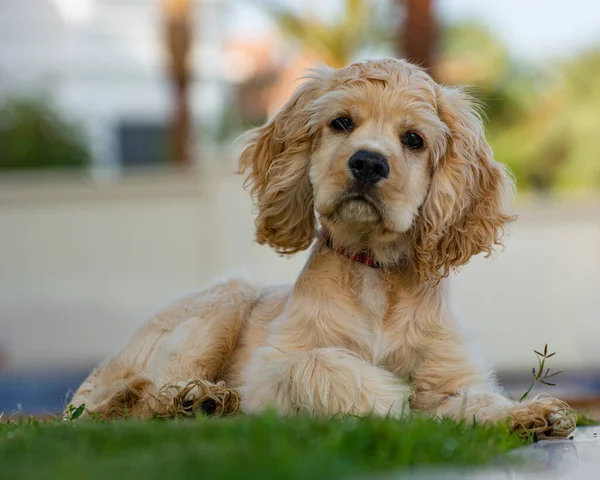 Close Cão Cocker Spaniel Americano Sentado Uma Grama Verde Luz — Fotografia de Stock