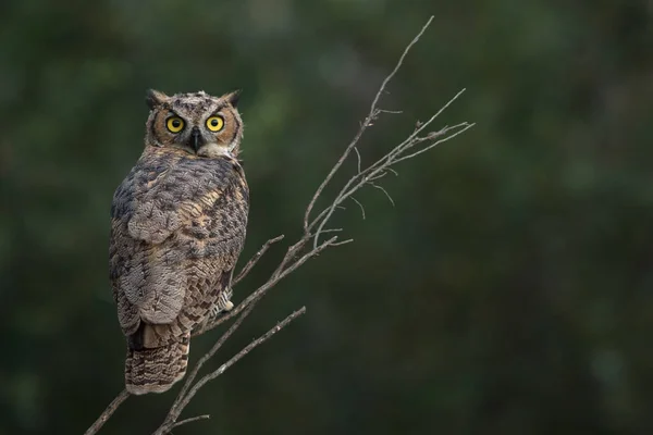 Shallow Focus Portrait Adorable Owl Sitting Tree Branch —  Fotos de Stock