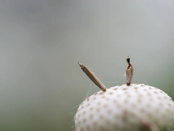 Macro Shot Two Seeds Top Withered Dandelion Gray Blurred Background — Stock fotografie