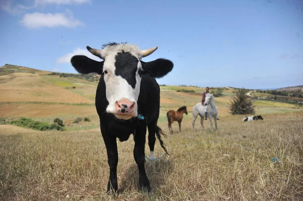 Přední Záběr Roztomilé Černobílé Krávy Zírající Kamery — Stock fotografie