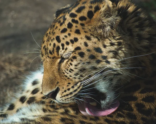 Closeup Leopard Licking Its Own Paw — Stock Photo, Image