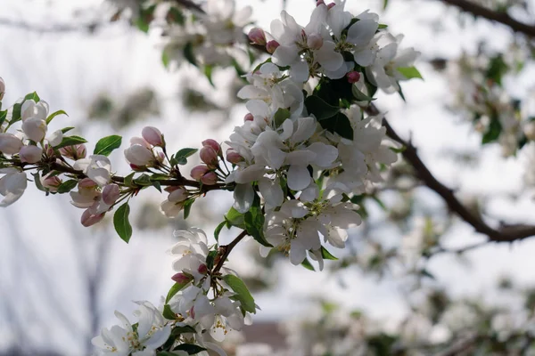 Shallow Focus Shot Beautiful Apple Tree Branch Bloom Nature — Stock Photo, Image