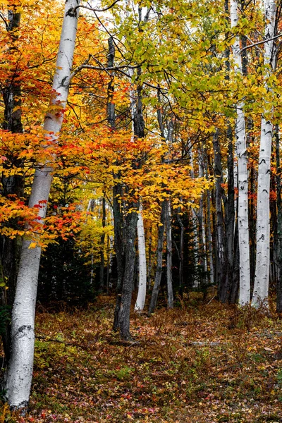 Een Verticaal Shot Van Een Woud Een Zonnige Herfst Dag — Stockfoto