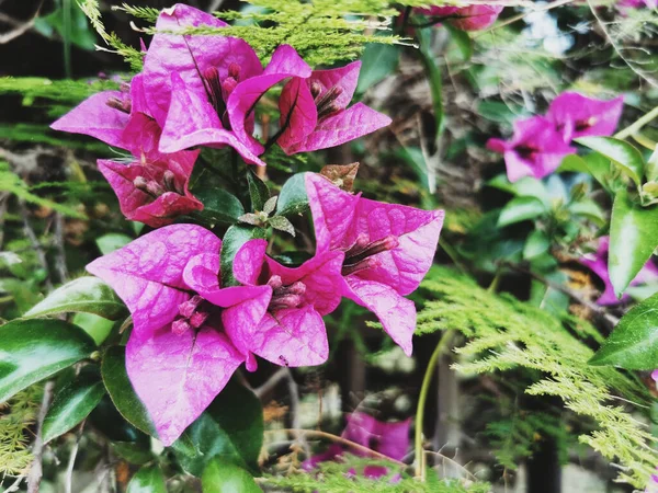 Beautiful Flowers Purple Bougainvillea Plant Growing Garden — Stock Photo, Image
