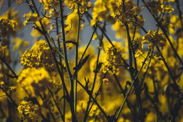 Scenic View Yellow Rapeseed Flowers Field Blurred Background — Fotografia de Stock
