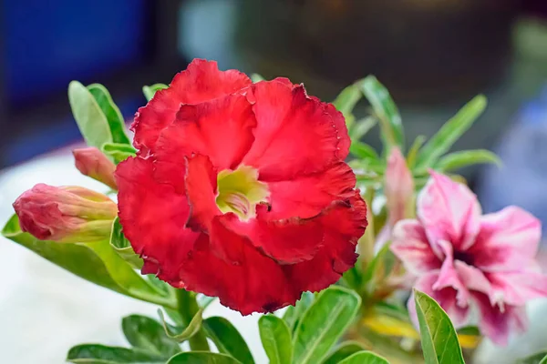 Closeup Delicate Pink Red Desert Roses Growing Flowerpot — Photo