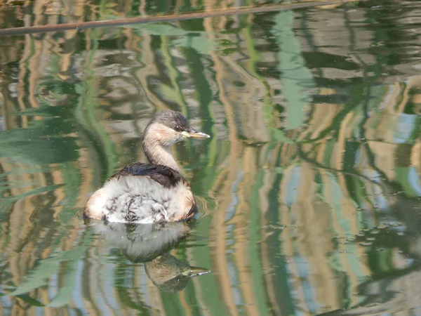 Селективная Птица Плывущая Озеру — стоковое фото
