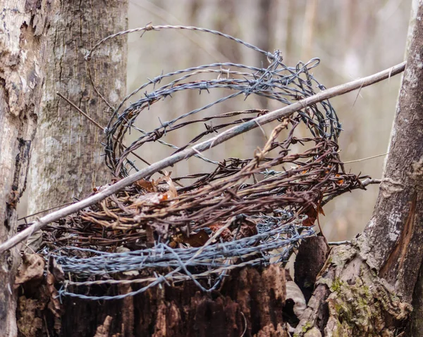 Ormandaki Dikenli Tellerin Yakın Plan Çekimi — Stok fotoğraf