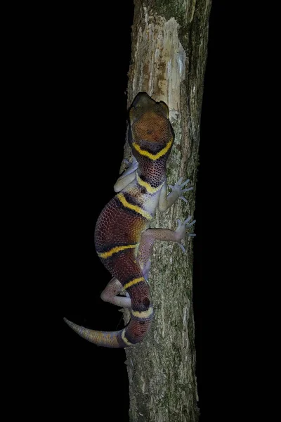 Deccan Banded Gecko Γνωστός Και Gecko Είναι Ένα Είδος Gecko — Φωτογραφία Αρχείου
