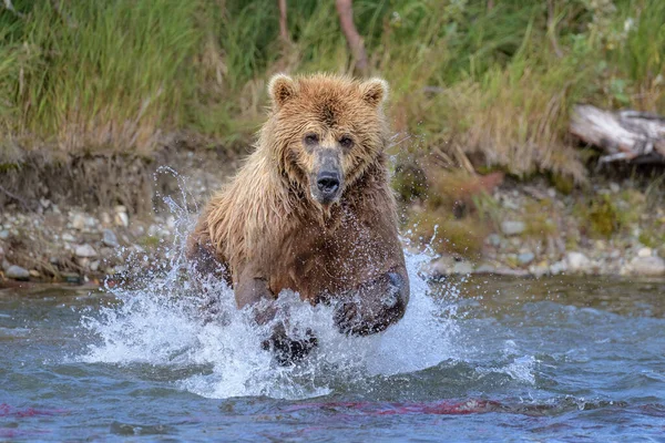 Hnědý Medvěd Chytající Ryby Řece Katmai Aljašce — Stock fotografie