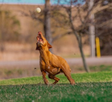 Parkta oynayan bir Vizsla köpeği.