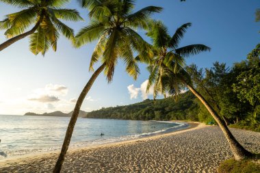 A scenic view of palm trees with lush leaves in blue sky background in sunny weather