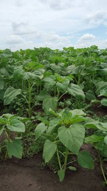 Bulutlu gökyüzünün arka planına sahip genç yeşil ayçiçeği bitkilerinin dikey çekimi