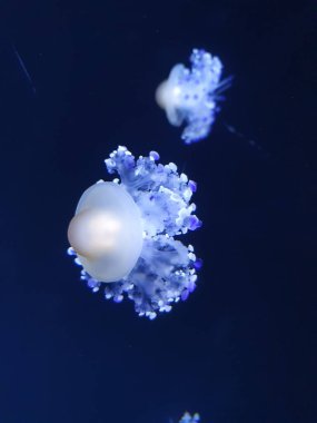 Güzel bir mavi denizanası görüntüsü. Suyun altında, karanlık bir geçmişi var.