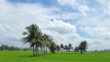 The row of high palm trees in the park against a cloudy sky
