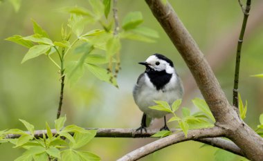 Gorodnya Nehri yakınlarındaki bir parktaki bir ağaca tünemiş beyaz bir kuyruk resmi, Moskova, Rusya