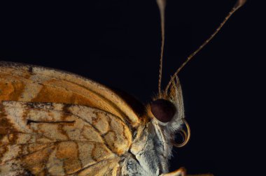 A macro shot of a chlosyne gorgone butterfly head isolated on a black background