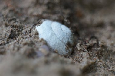 A closeup shot of a white seashell on the sand