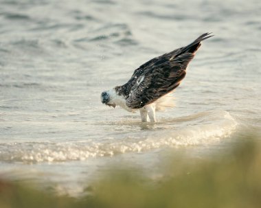 Suda yüzen bir nehir şahininin yakın çekimi.