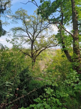 Ormanda yeşil ağaçların ve bitkilerin dikey görüntüsü.
