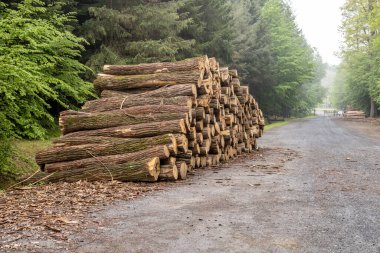 Macaristan 'ın Zalaegerszeg kentindeki Csacs Botanik Bahçesi (Csacsbozsoki Botanik Bahçesi)