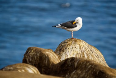 Kayalıklarda tatlı bir martı