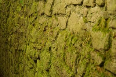 Yosunlu taş duvarın seçici odağı