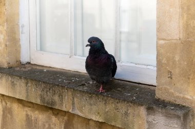 A grey pidgeon sat on a Bath Stone window sill of a house in Bath city centre on a spring's day, facing left