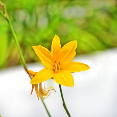A macro shot of a yellow daylily against the blurry background