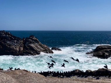 Sahildeki kayalıklardaki siyah kıyı kuşlarının güzel manzarası ve arka planda bir deniz.