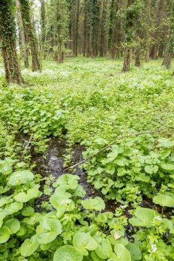 Macaristan 'ın Zalaegerszeg kentindeki Csacs Botanik Bahçesi (Csacsbozsoki Botanik Bahçesi)