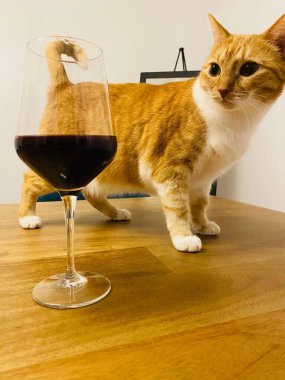 A closeup shot of a cat walking on a table with a glass of red wine