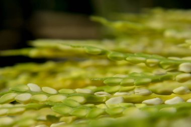 Areka palmiye tohumları ya da çiçek olarak da bilinir. Kış sabahları çiy damlaları beyaz inciler gibi görünür.
