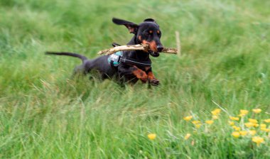 Yeşil çimenlerde koşan ve ağzında sopa tutan siyah bir Dachshund 'un yakın plan portresi.