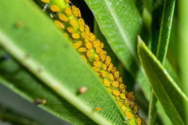 Parktaki yeşil yaprakların üzerindeki sarı yaprak bitlerinin yakın plan çekimi.