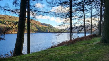 Ormanda, gölün yanında ince gövdeli uzun bir ağaç.