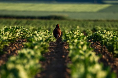 Zirai alanda bir Sülün 'e yakın çekim