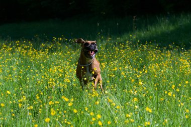 Baharda sarı çiçek tarlasında koşan mutlu boksör köpeği.
