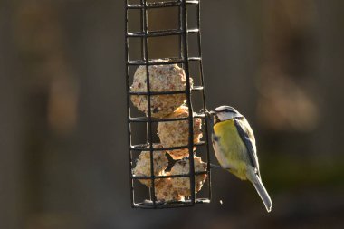 a closeup shot of a beautiful bird on a bird feeder